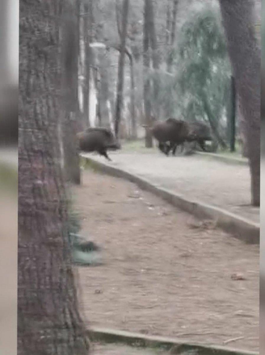 Sarıyer'de aç kalan domuzlar mesire alanına indi