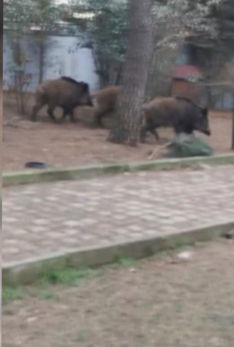 Sarıyer'de aç kalan domuzlar mesire alanına indi