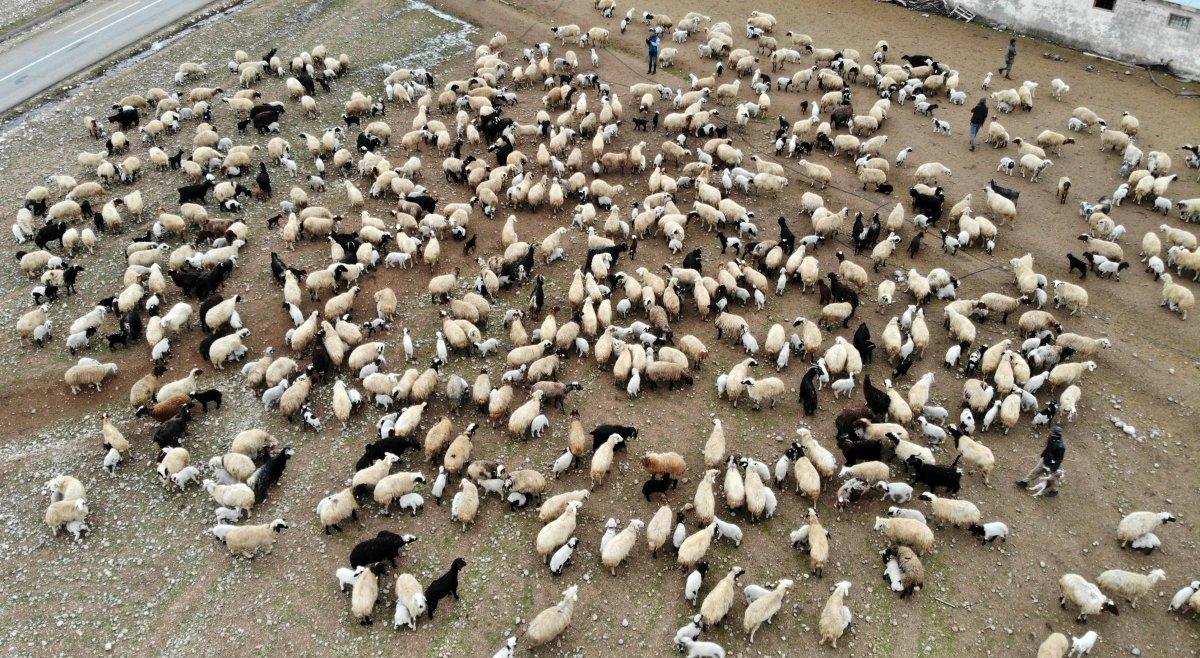 Erzincan'da süt kuzularının anneleri ile buluşma anı kameralara yansıdı