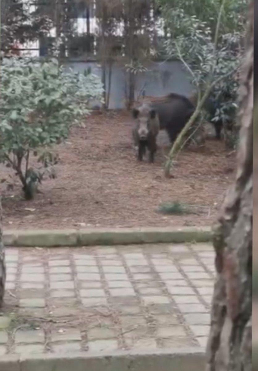 Sarıyer'de aç kalan domuzlar mesire alanına indi