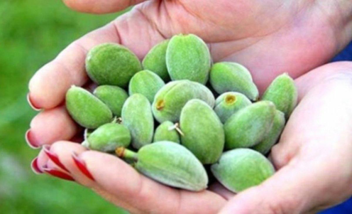 Çağla nedir, faydaları nelerdir? Çağla hangi hastalıklara iyi gelir?