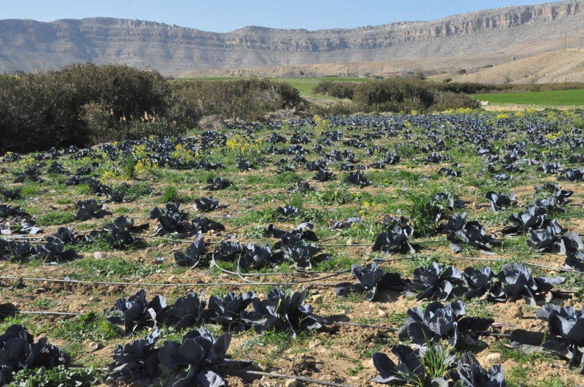 Mardin’de çiftçiler, keçi gübresiyle karalahana yetiştirdi