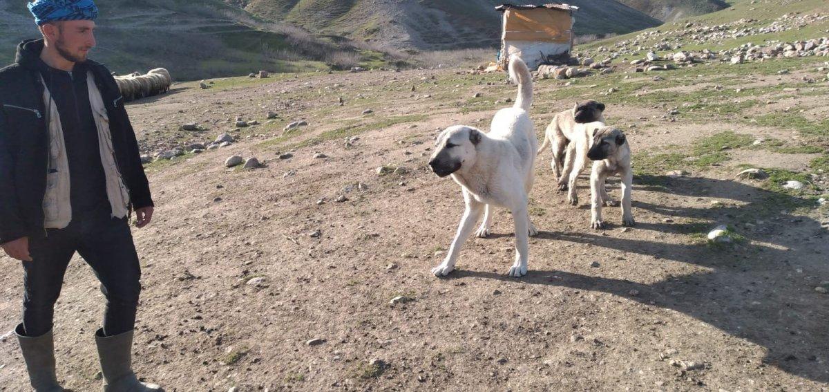 Batman’da besici çalınan köpeğini getirene ödül verecek