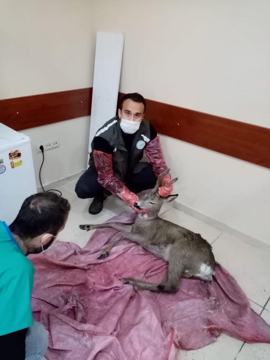 Artvin’de ormanlık alanda bulunan yaralı karaca tedavi edildi