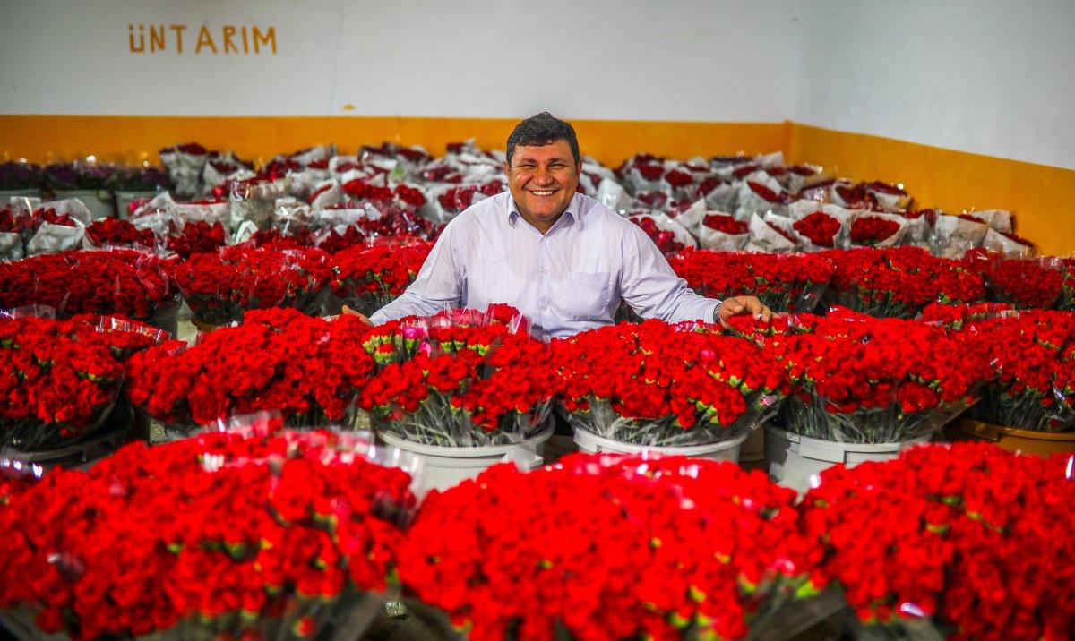 Antalya'da seralarda çiçek hasadı