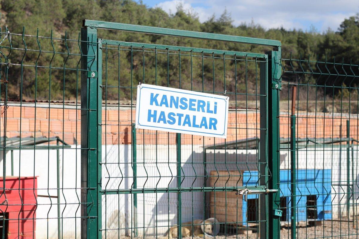 Bolu'da av tüfeğiyle vurularak yaralanan köpek tedavi edildi