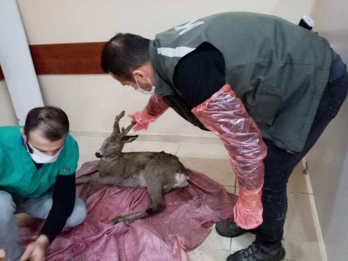 Artvin’de ormanlık alanda bulunan yaralı karaca tedavi edildi