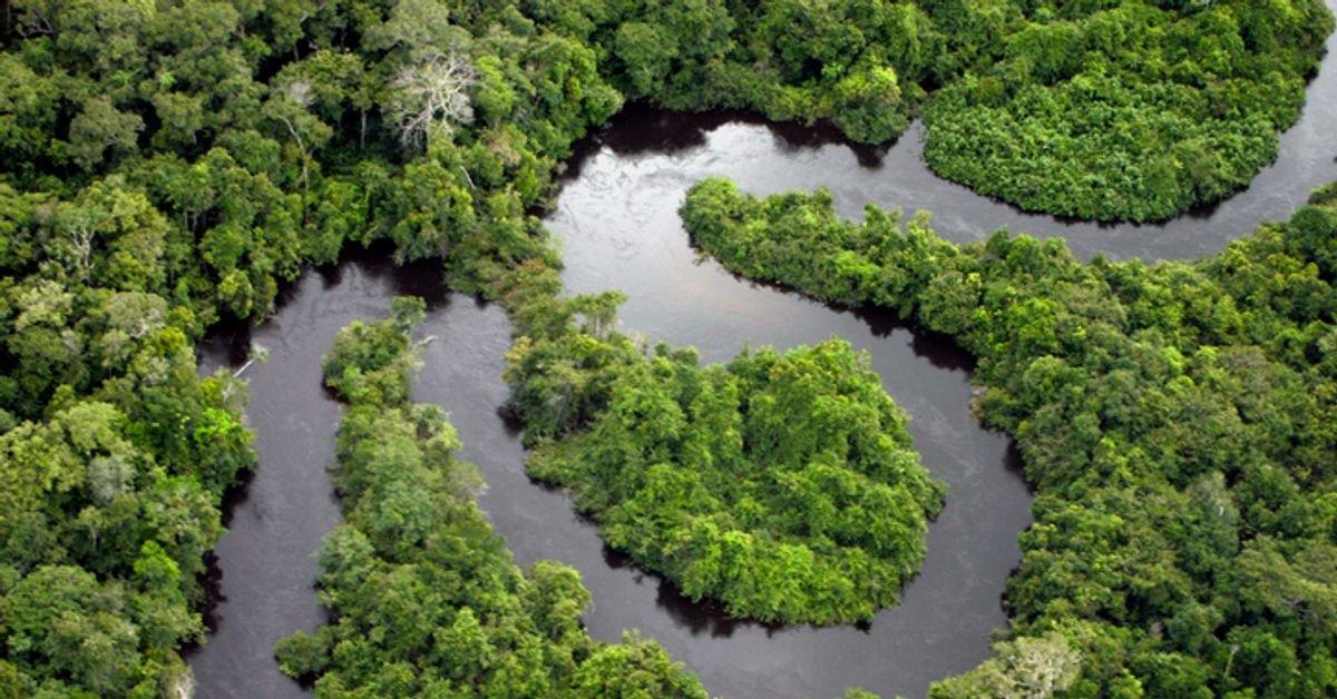 amazon yağmur ormanları