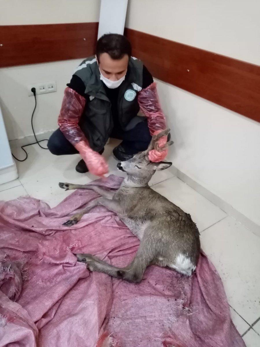 Artvin’de ormanlık alanda bulunan yaralı karaca tedavi edildi