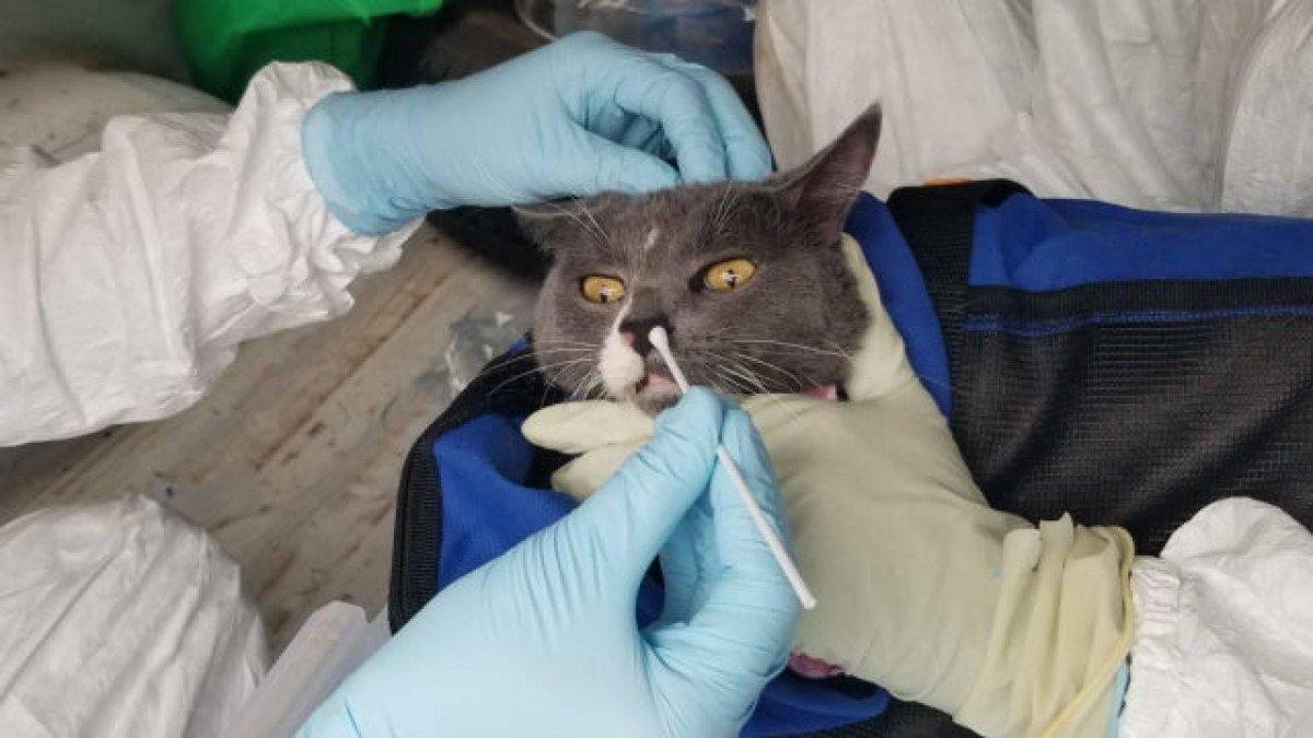 Evcil hayvanlar koronavirüs aşısı olacak mı? Hayvanlara aşı yapılacak mı?