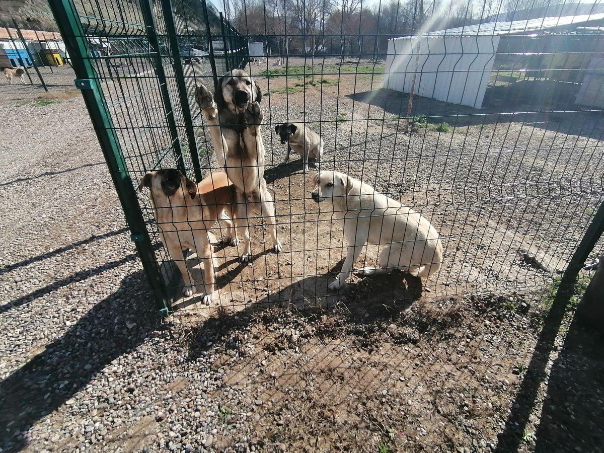 Bolu'da av tüfeğiyle vurularak yaralanan köpek tedavi edildi