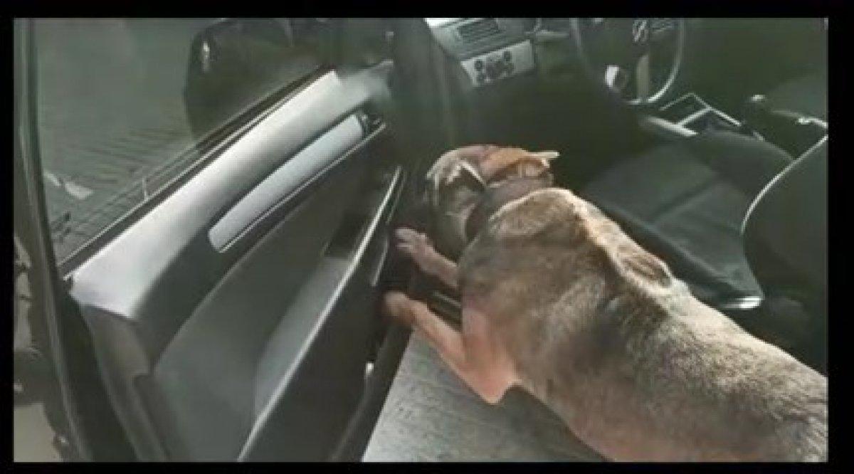 Denizli’de arabaya saklanmış uyuşturucuyu narkotik köpeği Chako buldu