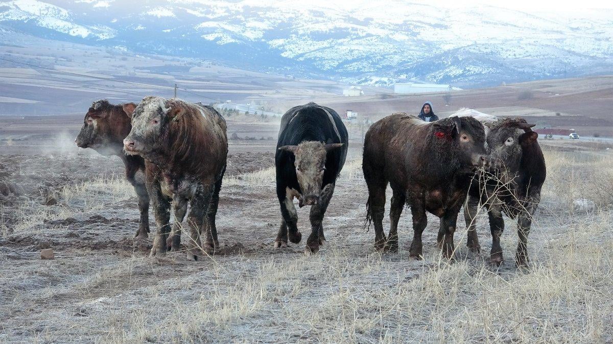 Tokat’ta devrilen tırda boğalar yola kaçtı, yakalamak kolay olmadı