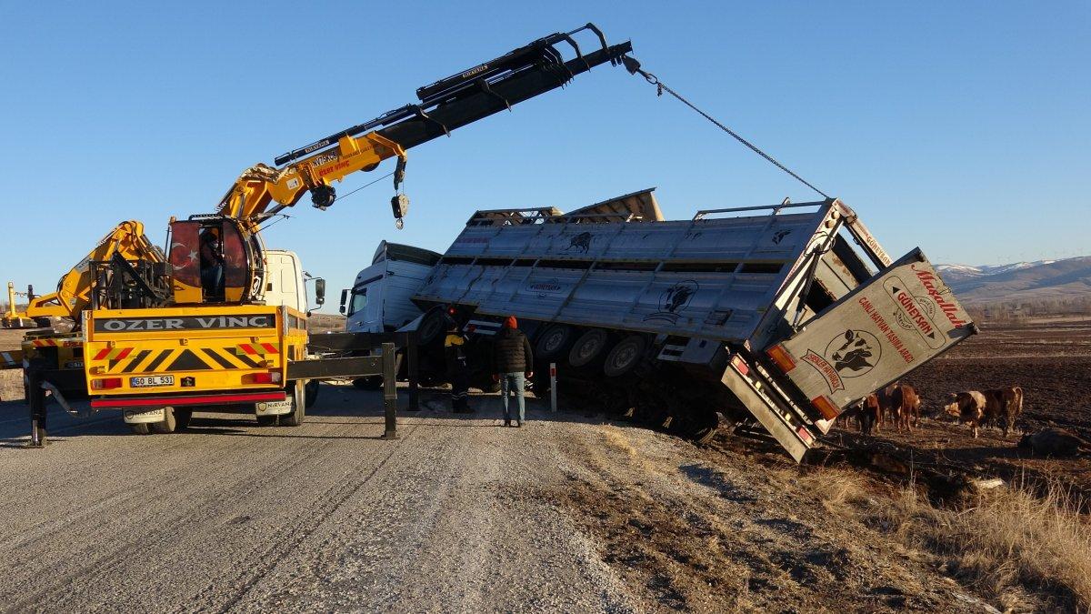 Tokat’ta devrilen tırda boğalar yola kaçtı, yakalamak kolay olmadı