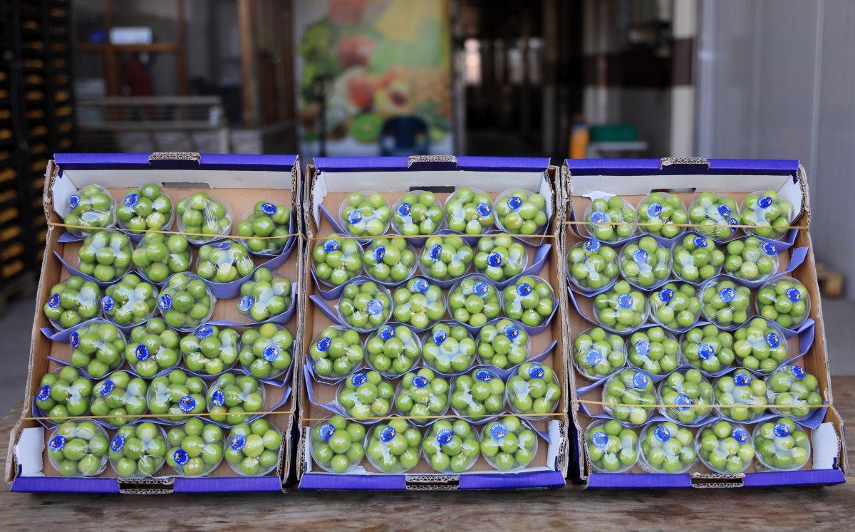 Erikler altın fiyatına