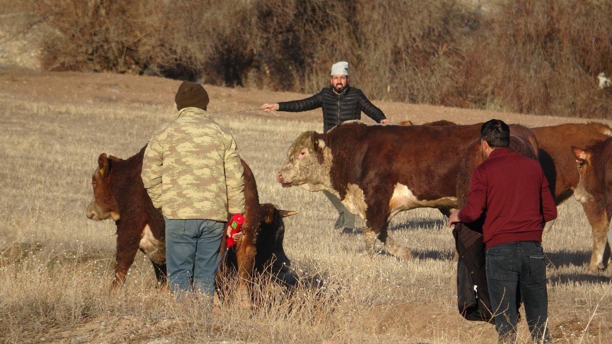 Tokat’ta devrilen tırda boğalar yola kaçtı, yakalamak kolay olmadı