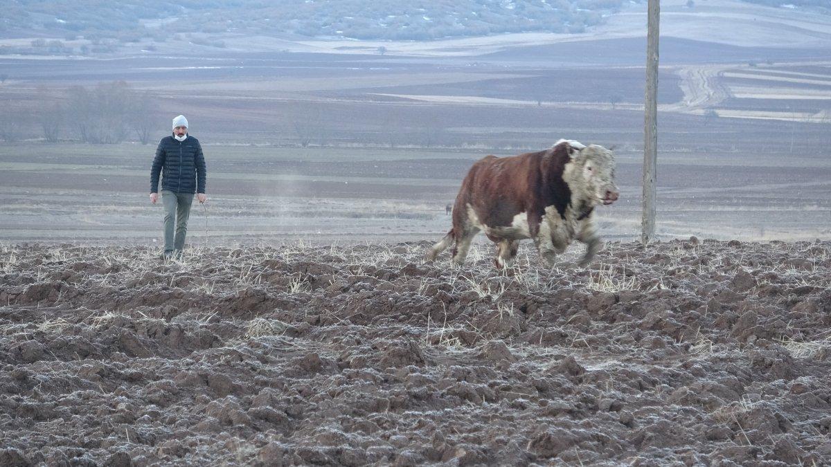 Tokat’ta devrilen tırda boğalar yola kaçtı, yakalamak kolay olmadı