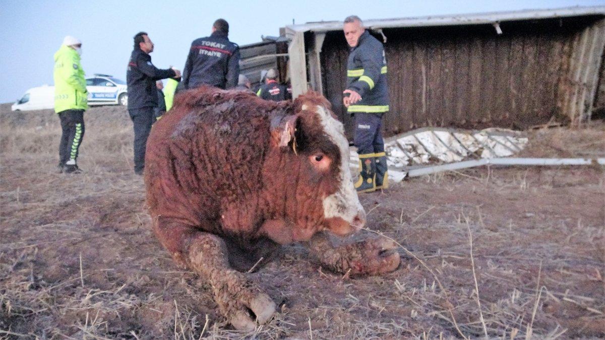 Tokat’ta devrilen tırda boğalar yola kaçtı, yakalamak kolay olmadı