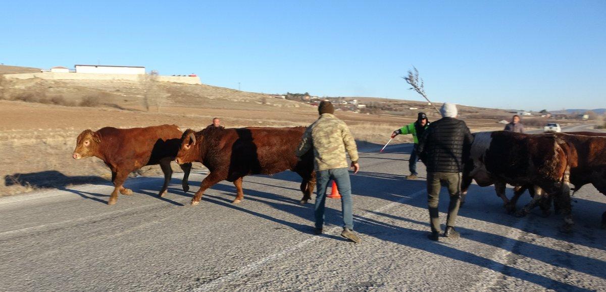Tokat’ta devrilen tırda boğalar yola kaçtı, yakalamak kolay olmadı