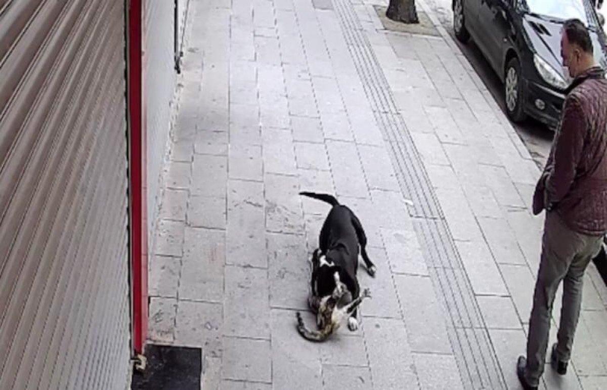 Hatay'da sahipsiz pitbull kediye saldırıp telef etti