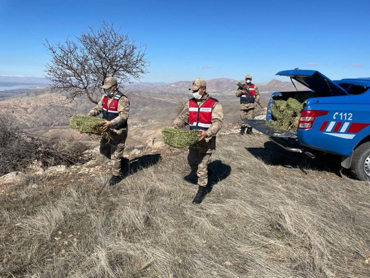 Elazığ'da jandarma yaban hayvanlarını besledi