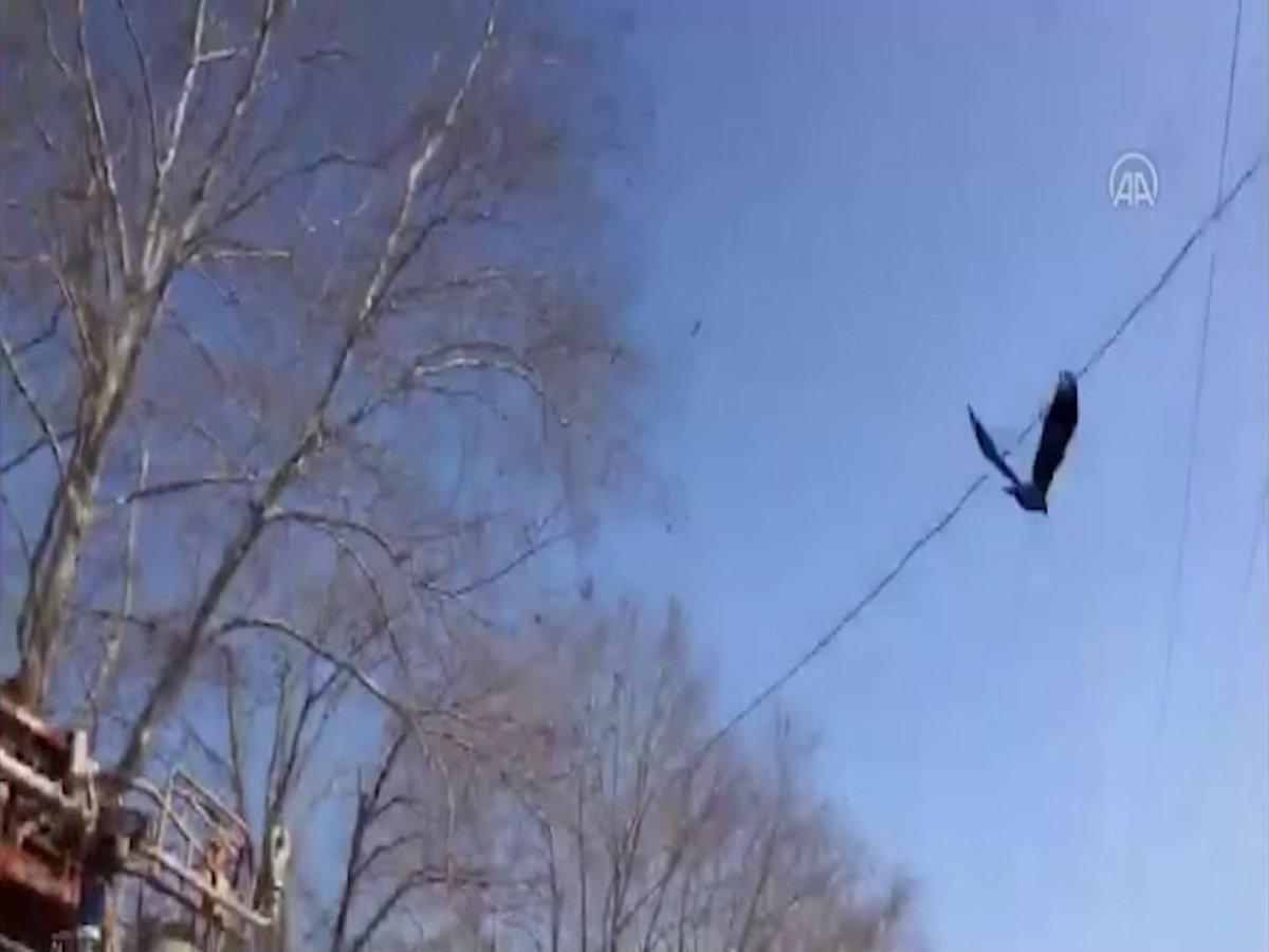 Kırklareli'nde maskeye dolanan karganın yardımına itfaiye yetişti