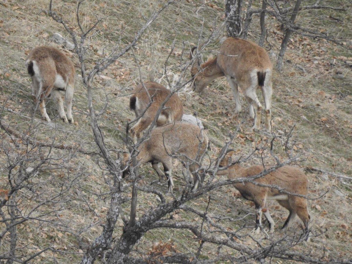 Elazığ'da jandarma yaban hayvanlarını besledi