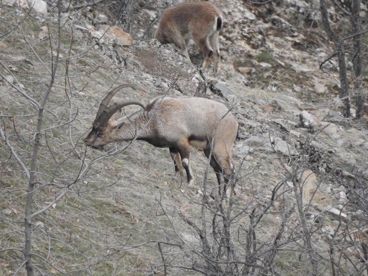 Elazığ'da jandarma yaban hayvanlarını besledi