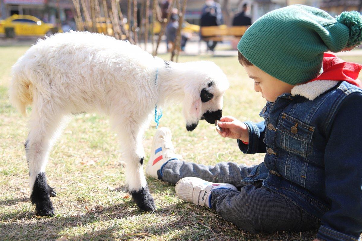 Elazığ'da sahiplendiği kuzu, terapisti oldu