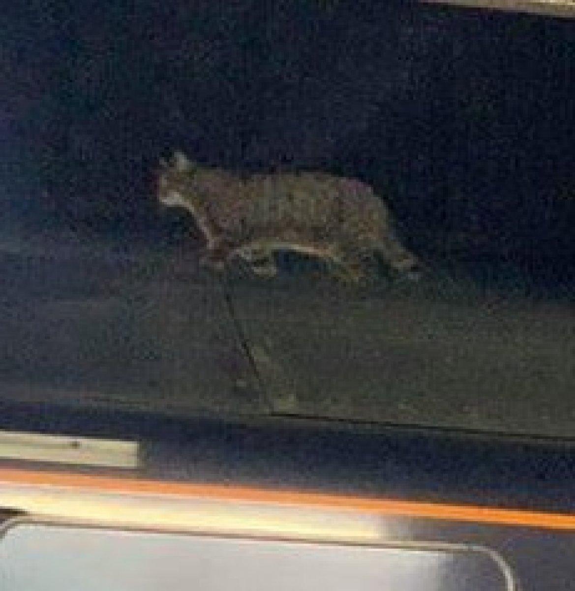 İngiltere’de kedi hızlı trenin üzerinden iki buçuk saatte kurtarıldı