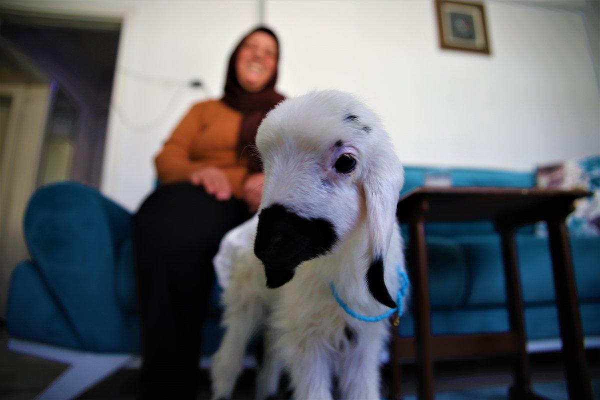 Elazığ'da sahiplendiği kuzu, terapisti oldu