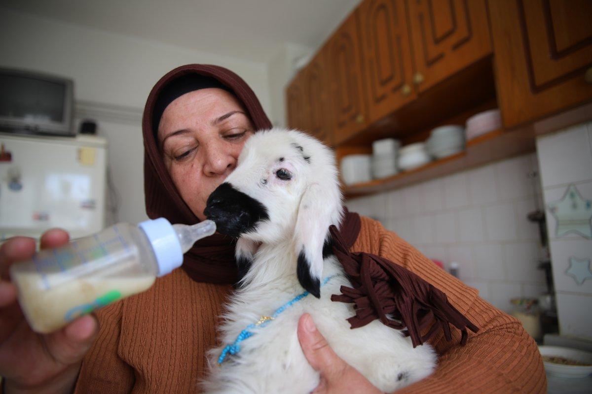 Elazığ'da sahiplendiği kuzu, terapisti oldu