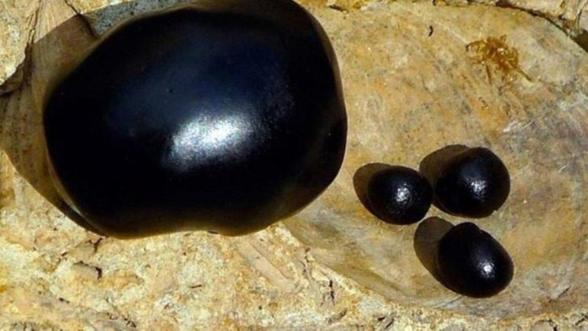 Mumiyo nedir, nasıl oluşur? Mumiyo (dağların gözyaşları)  faydaları nelerdir, nasıl kullanılır?