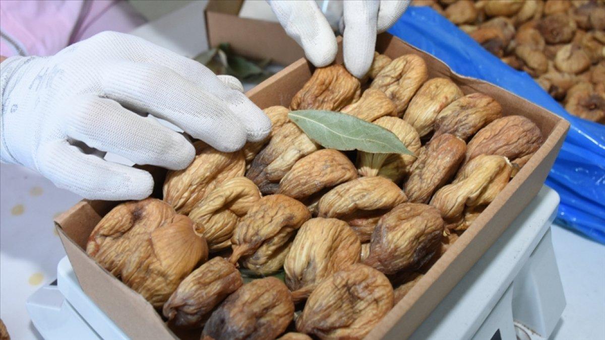 Kuru incir ihracatı arttı