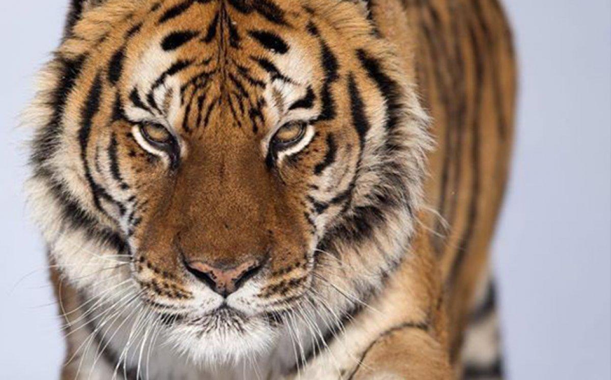 Travmaları iyileştiren güç: Somatik Deneyimleme nedir?