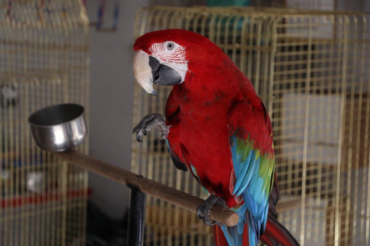 Mersin’de şarkı eşliğinde oynayan papağan