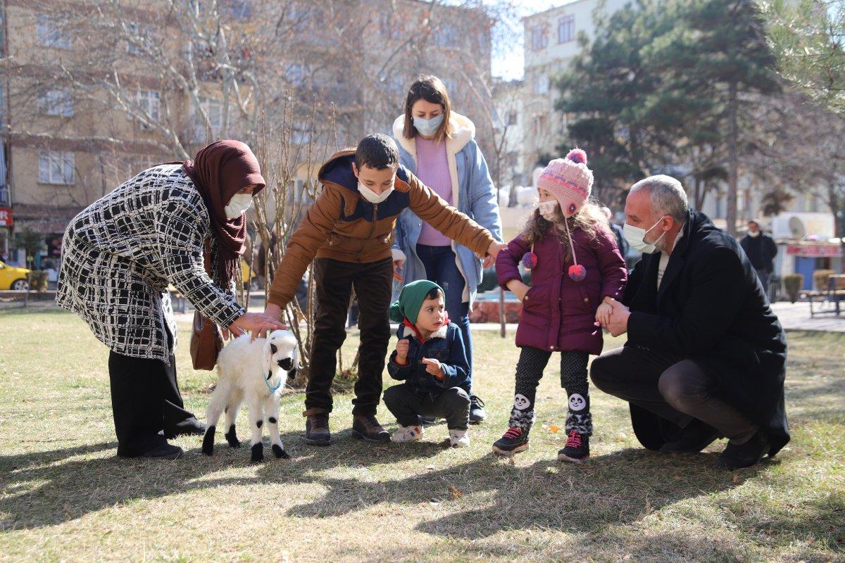 Elazığ'da sahiplendiği kuzu, terapisti oldu