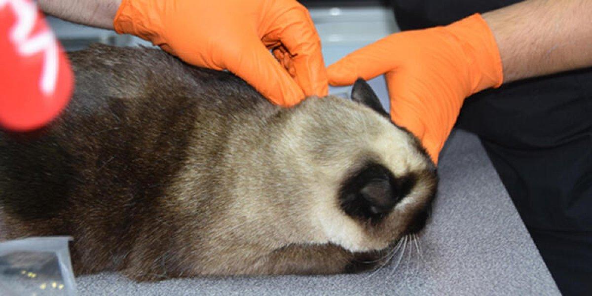 Evcil hayvanlara çip nasıl takılır? Pet mikroçip zorunlu mu, fiyatı ne kadar?