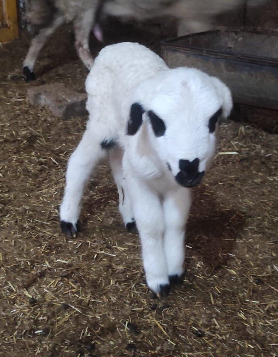 Mardin'de burnunda kalp deseniyle doğan kuzu
