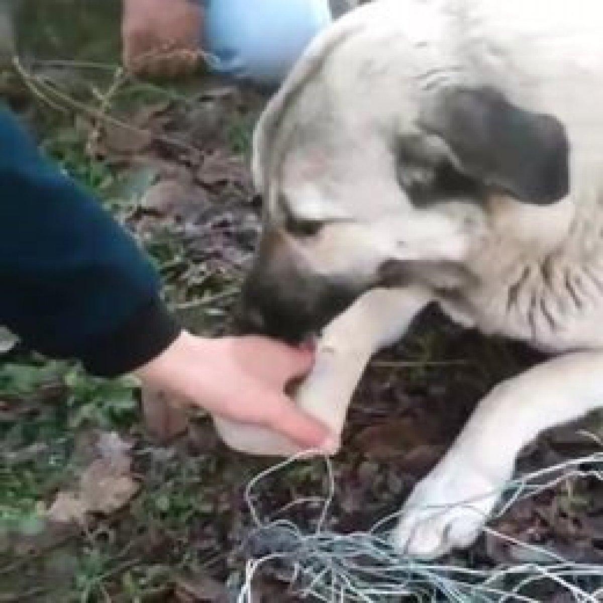 Kütahya'da ayakları tele takılan köpek kurtarıldı