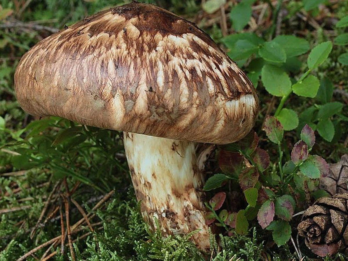Matsutake mantarı nedir, nerede yetişir? Matsutake mantarı yenir mi, faydaları nelerdir?
