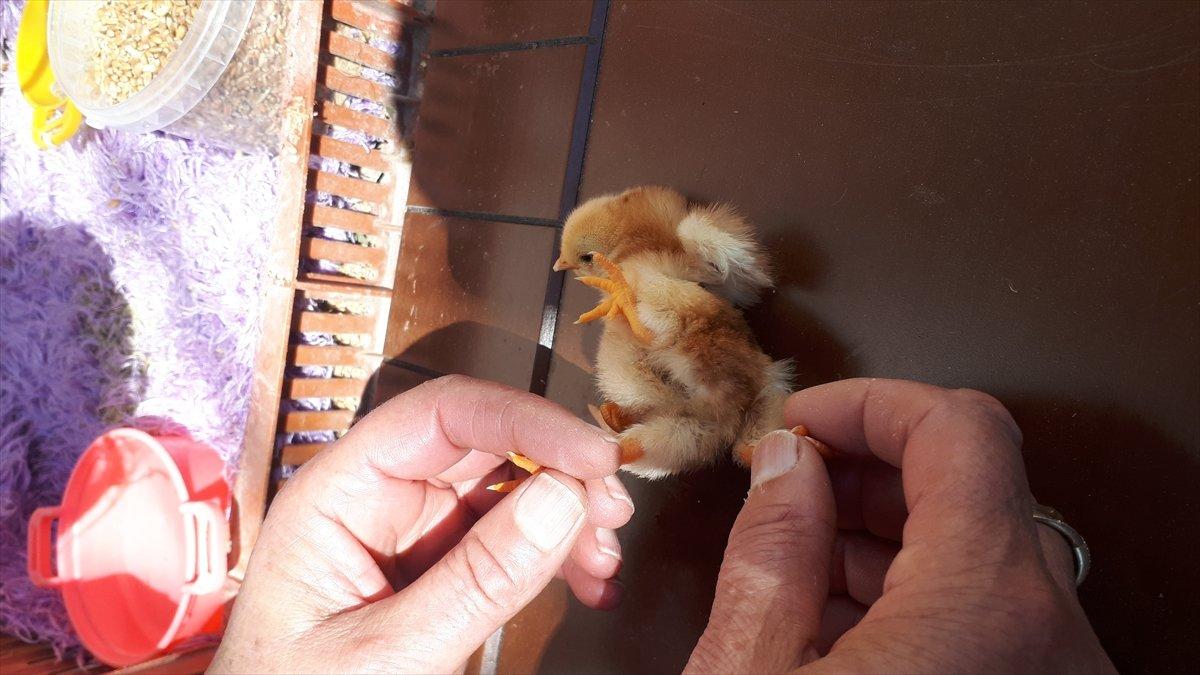 Manisa'da doğan 4 ayaklı civciv yaşayamadı