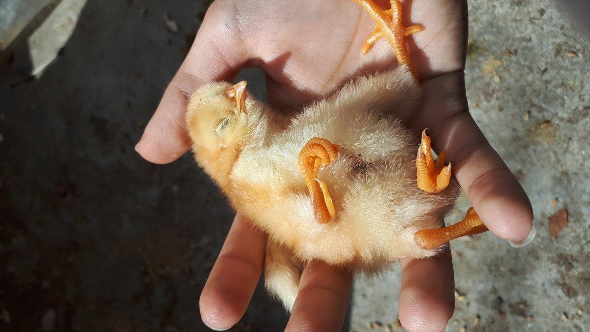 Manisa'da doğan 4 ayaklı civciv yaşayamadı