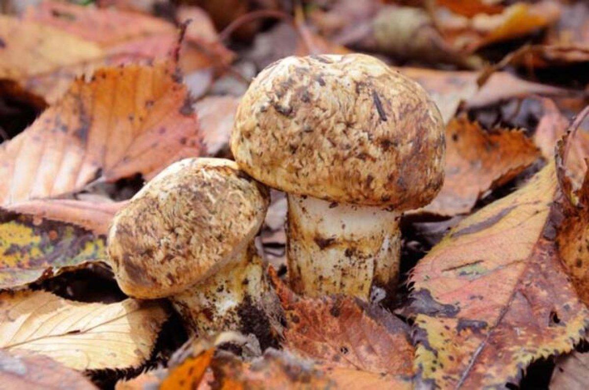 Matsutake mantarı nedir, nerede yetişir? Matsutake mantarı yenir mi, faydaları nelerdir?
