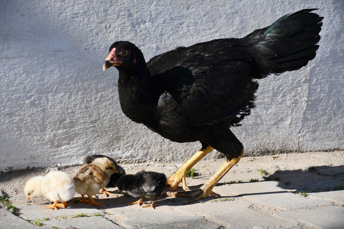 Manisa'da doğan 4 ayaklı civciv yaşayamadı