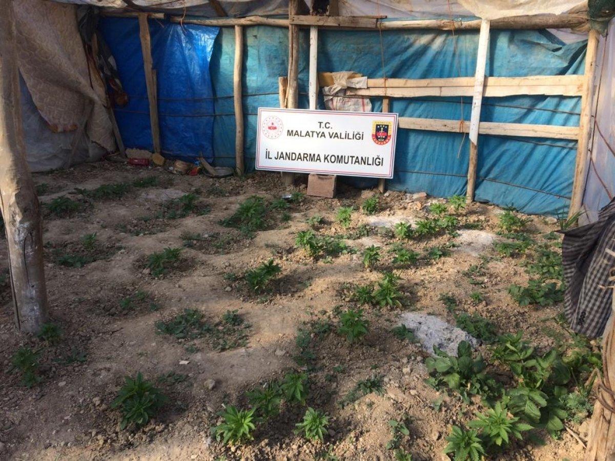 Malatya'da yasa dışı kenevir operasyonu