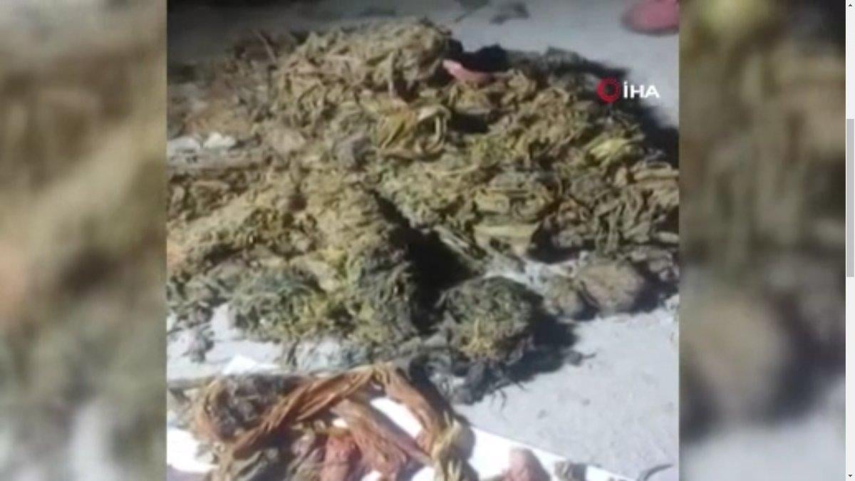 Hindistan’da hamile ineğin midesinden 71 kilo atık çıktı