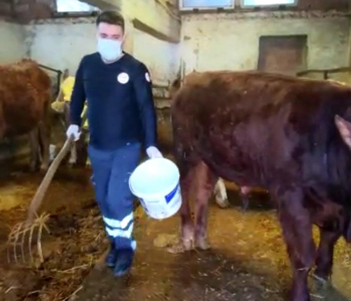 Amasya’da sağlık ekipleri yaşlı kadının ineklerini besledi