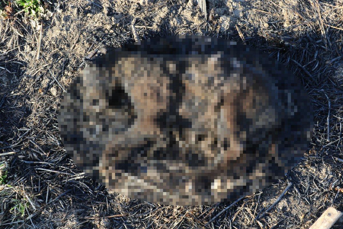 Edirne’de vahşice yakılan 8 yavru köpek ölüsü bulundu