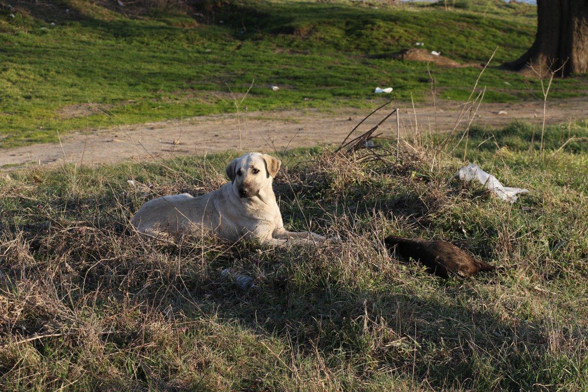 Edirne’de vahşice yakılan 8 yavru köpek ölüsü bulundu